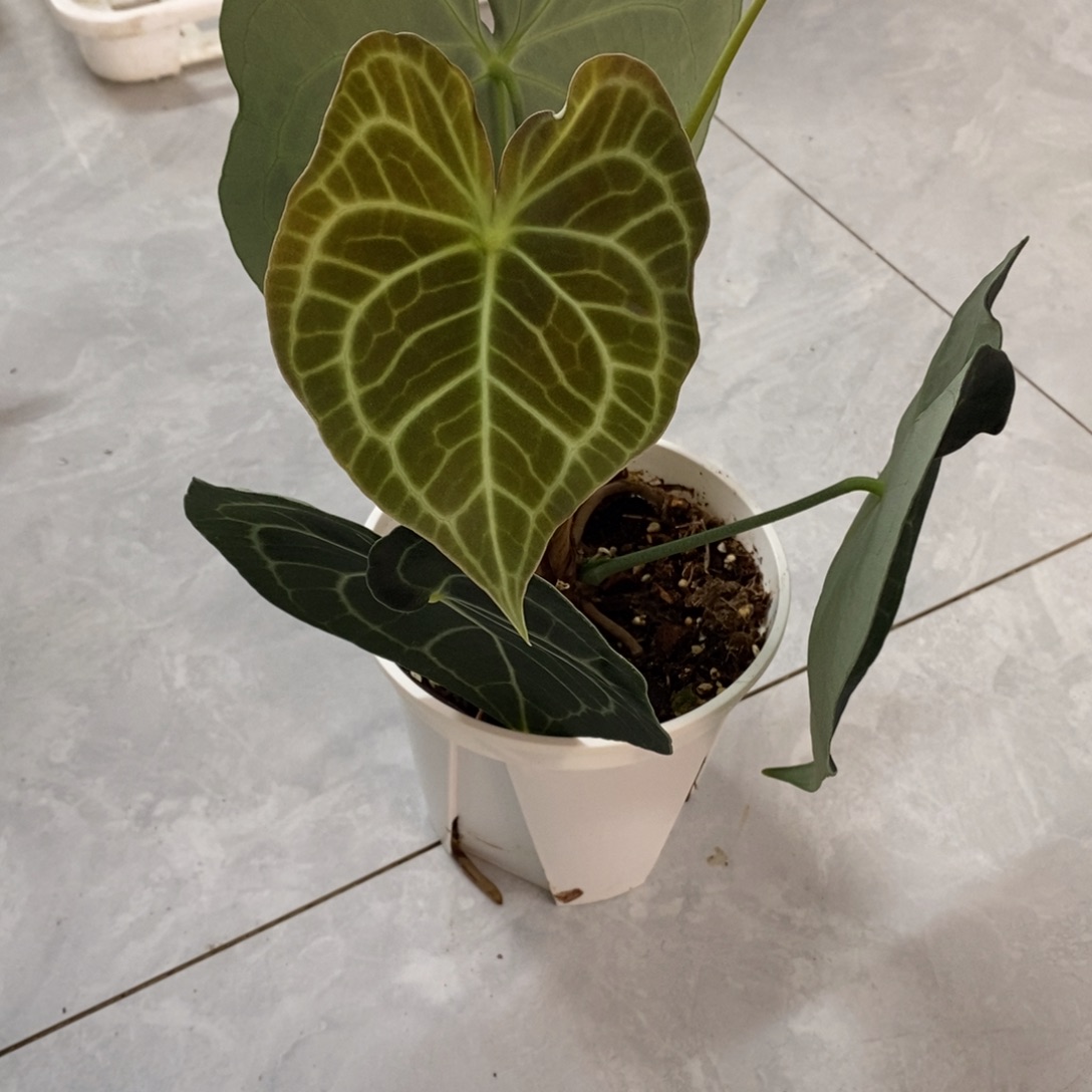 不开花植物306印尼籽播克莱恩