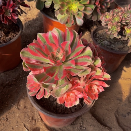 粉女巫3棵10号棚18