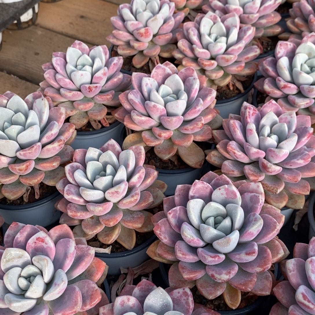 129花瓣鹿单头 福利多多