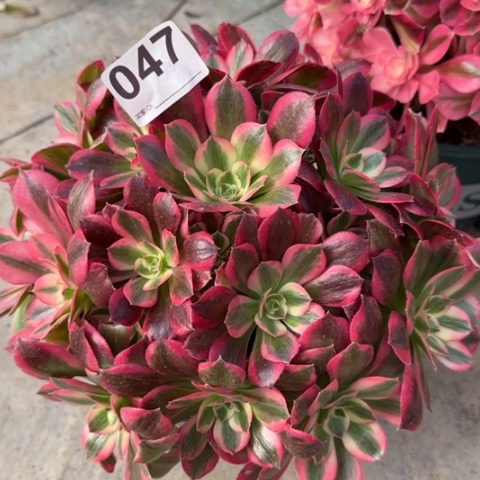 047粉女郎25厘米左右