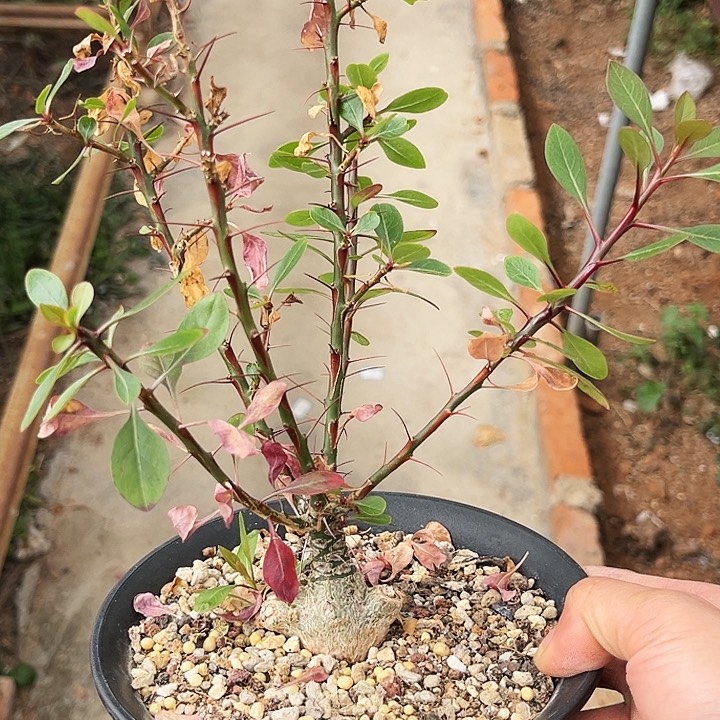 簇生富贵花4.5公分一物一拍