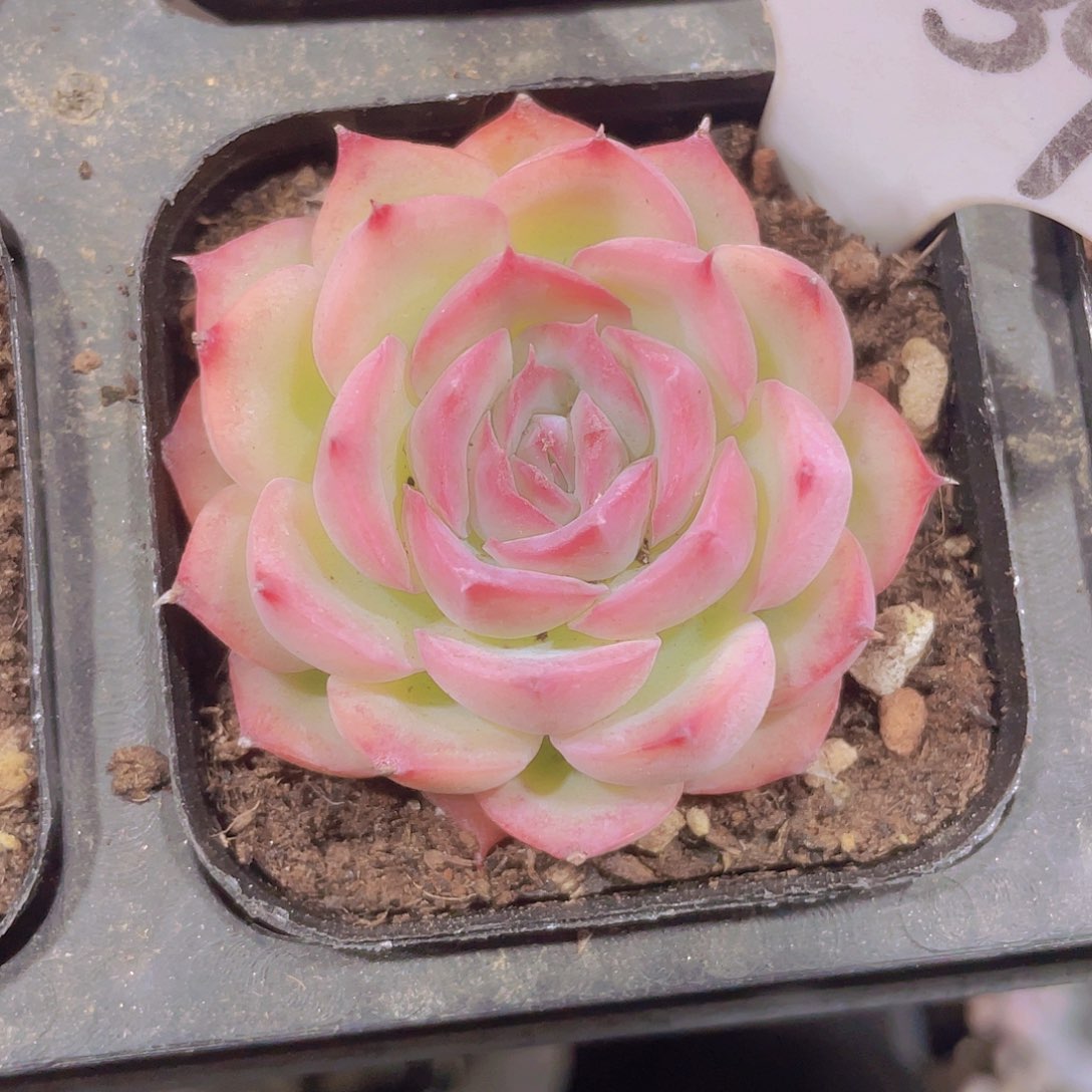 侧影a039一物一拍