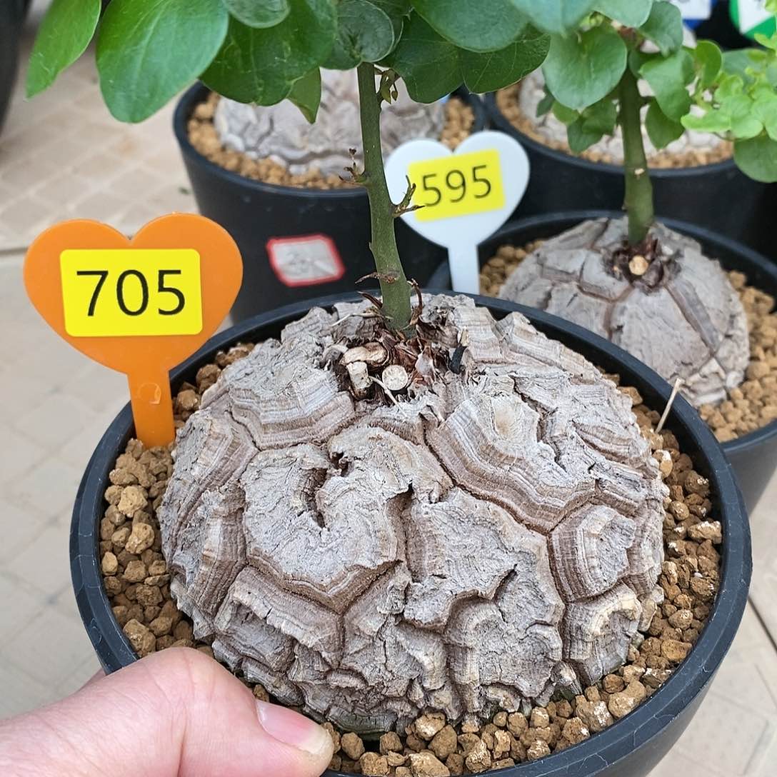 南非龟甲龙龟甲龙