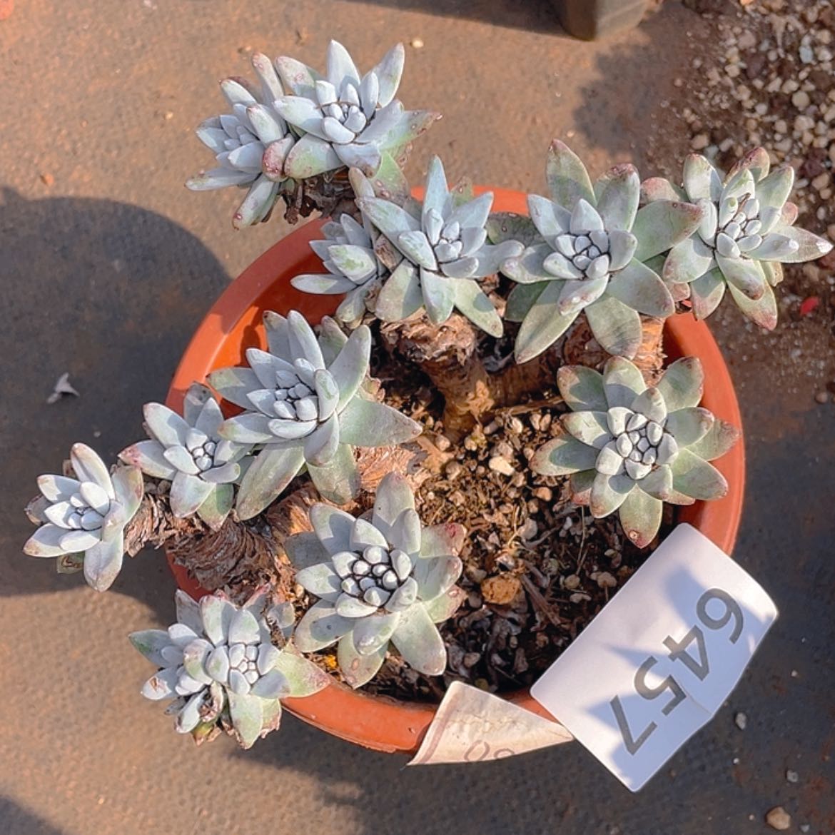 【闪购商品】白姆白姆