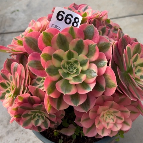 668女巫20厘米左右有断枝