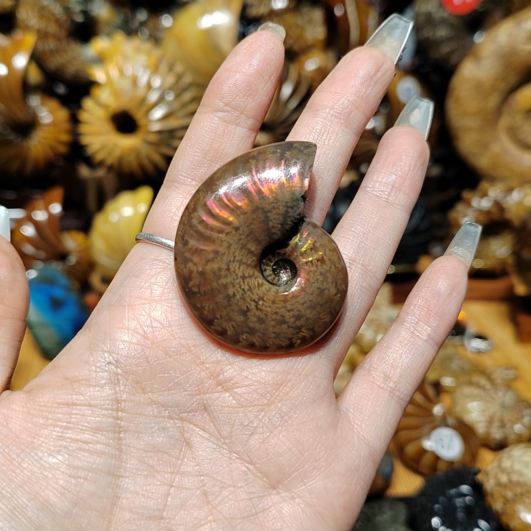 小***多玉海螺化石手把件吊坠