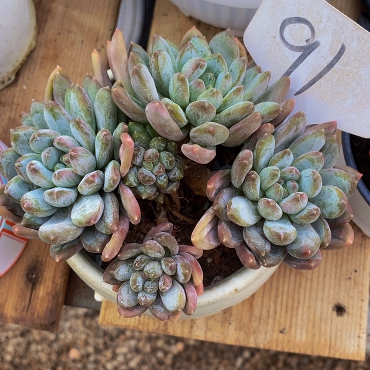 这么多小东西怎么这么好笑呢