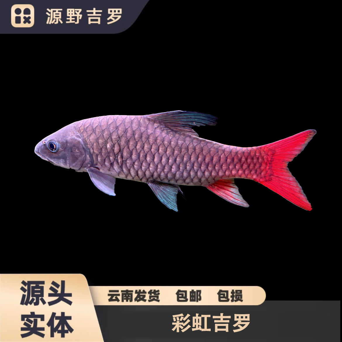 彩虹吉罗鱼非洲彩虹蓝彩吉罗进口