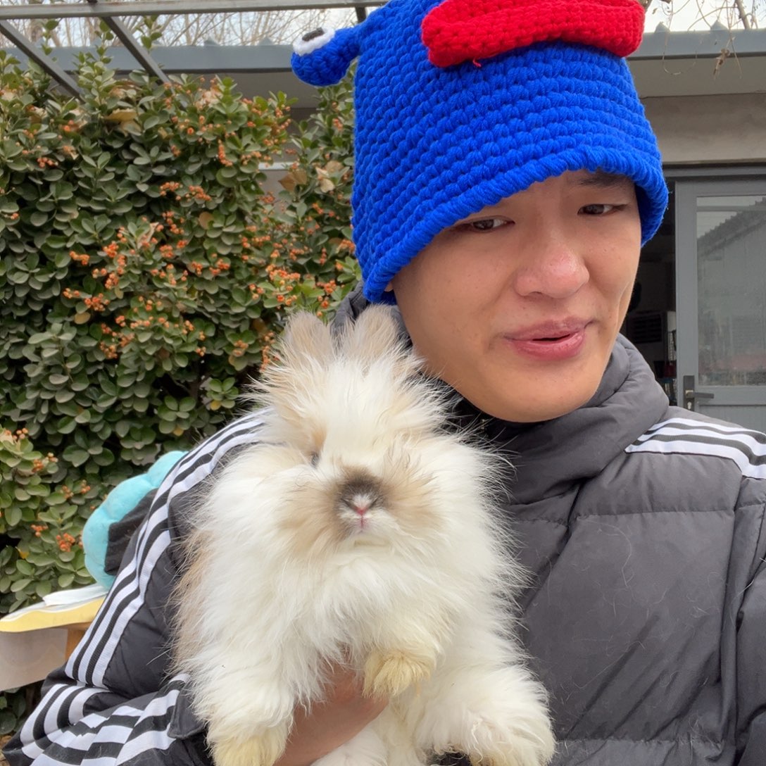 宠物兔英系安哥拉兔