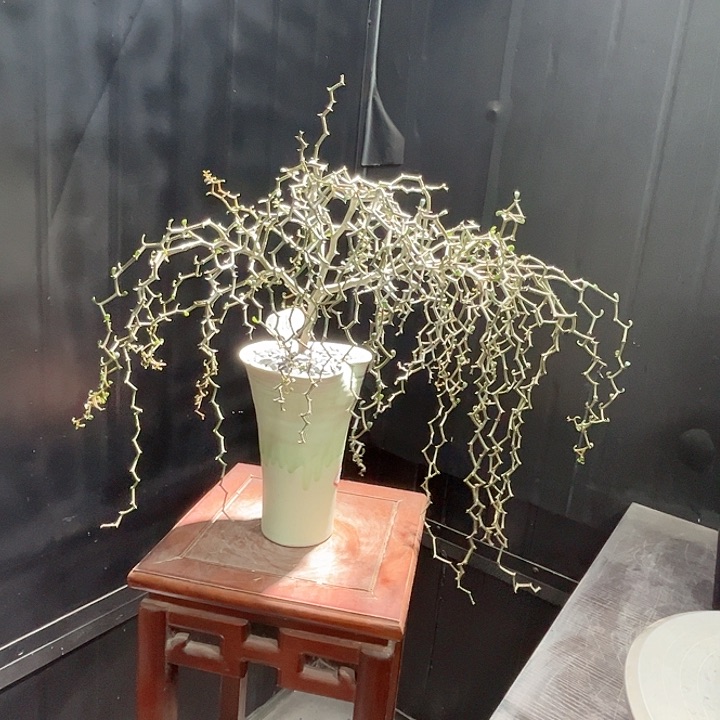 16弯曲龙哈哈哈哈哈哈哈哈