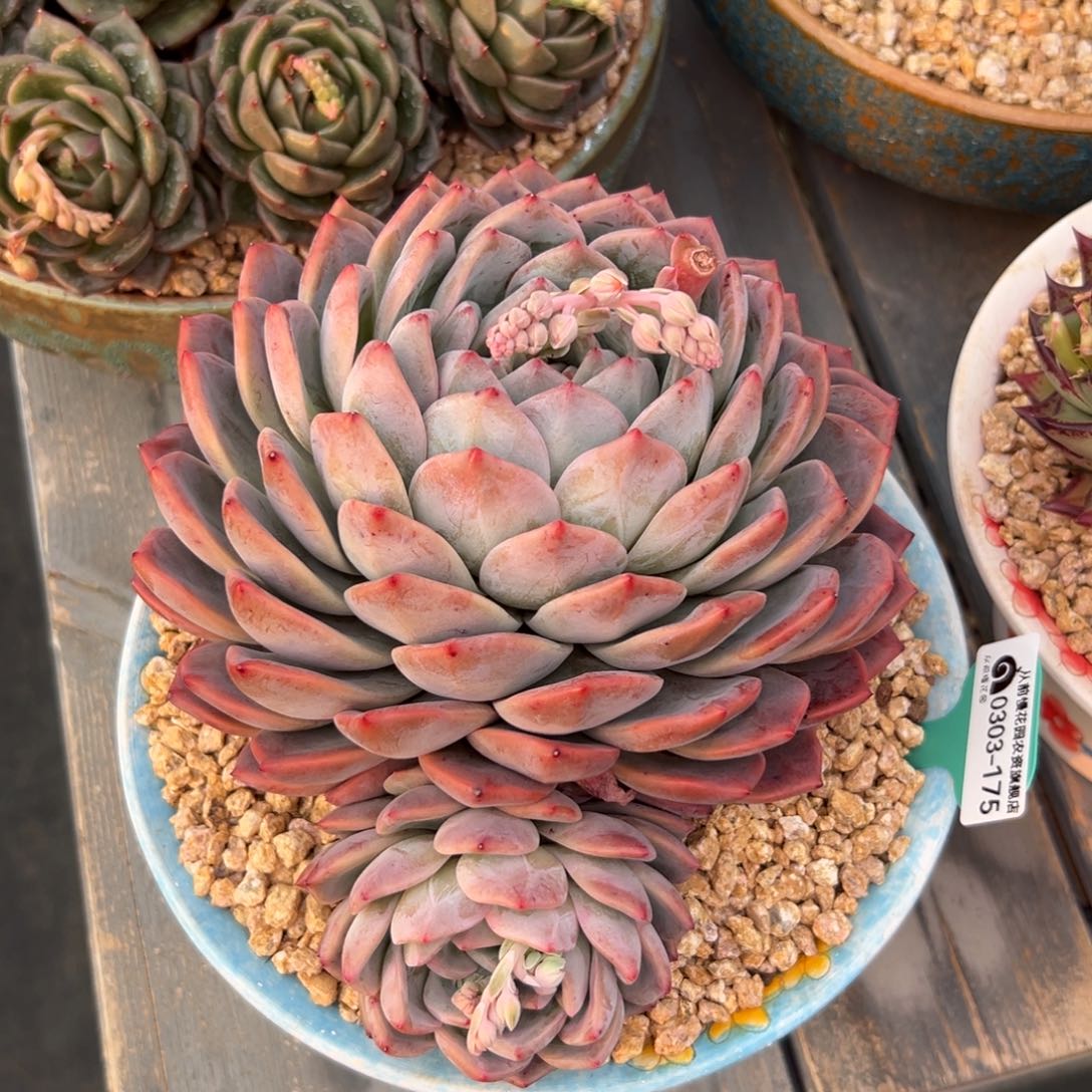 多肉一物一拍0303-175