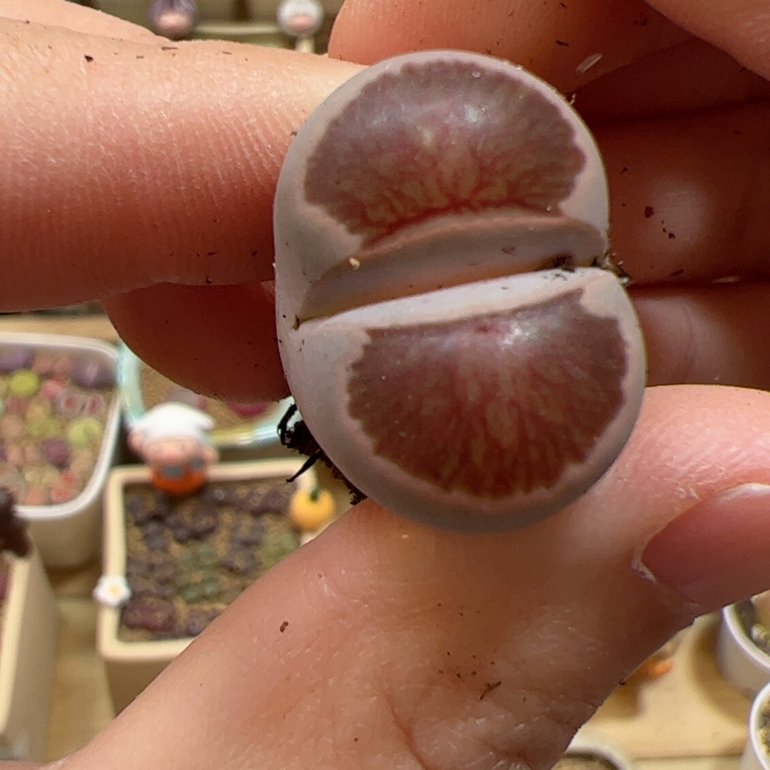 【闪购商品】281 菊