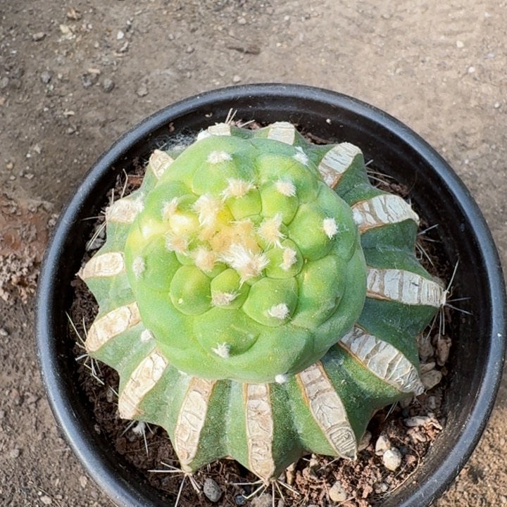 0356小尤佛头散斑锦仙人球