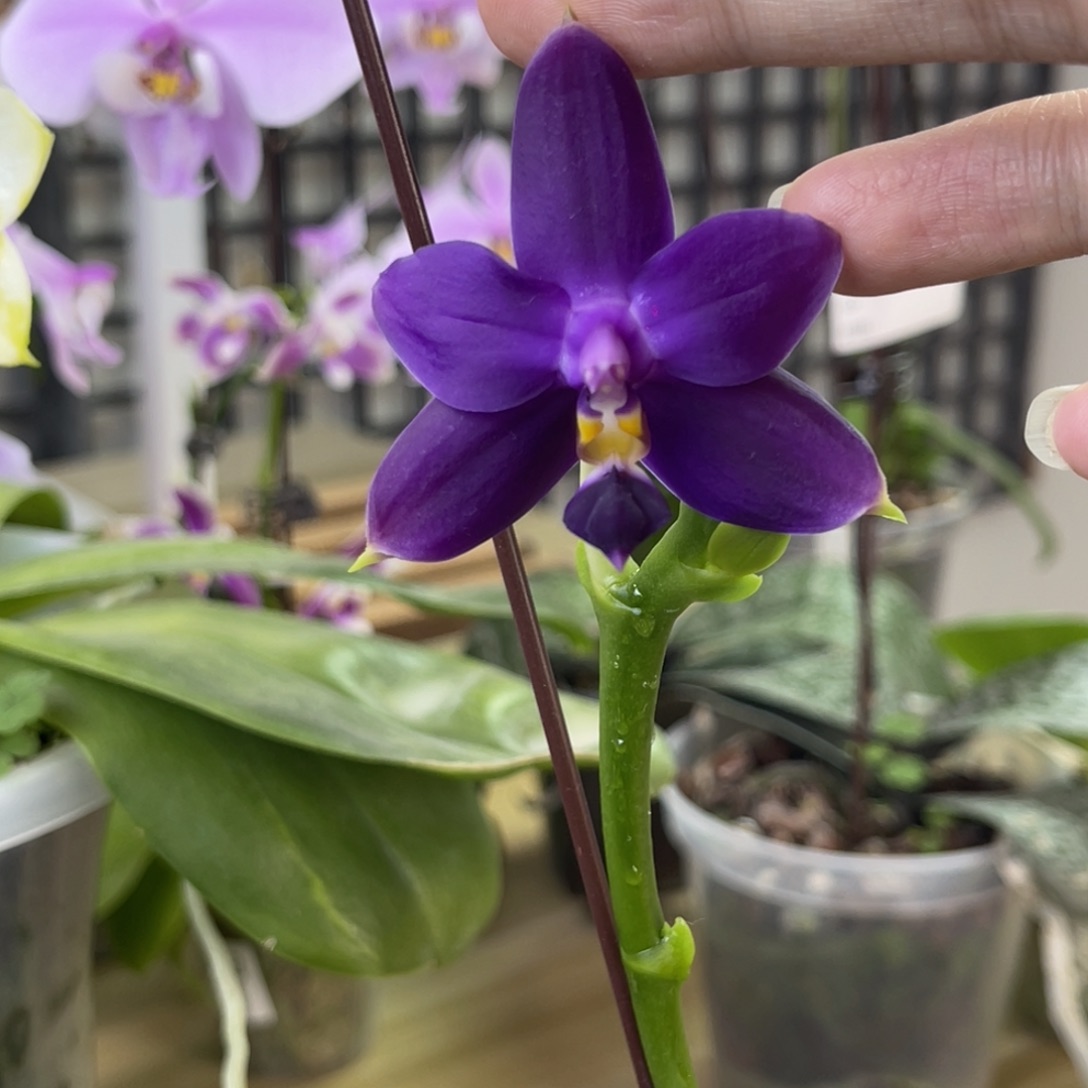 完全开放蓝钻狗-老苗-1346-浓香