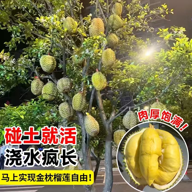 ZB11改良新品种耐寒南北方均可以种植金枕猫山王好养易活