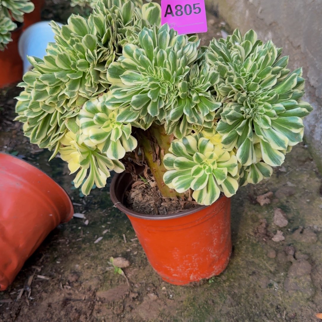 *****法师缀不包损多肉绿豆沙缀805号