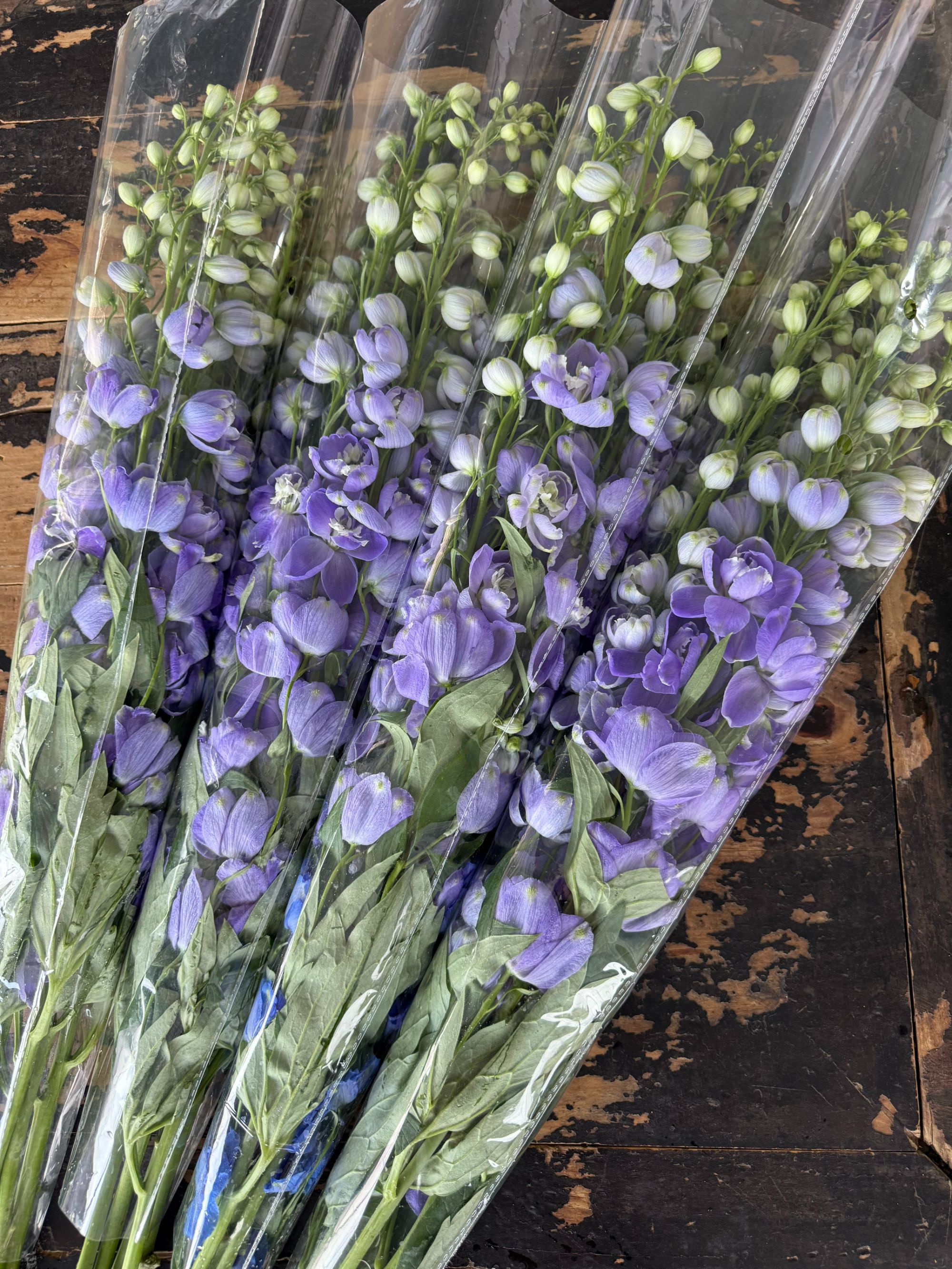 自产极光大飞燕掉瓣包赔两单顺丰冷链包邮冻伤不售后需拍保温棉