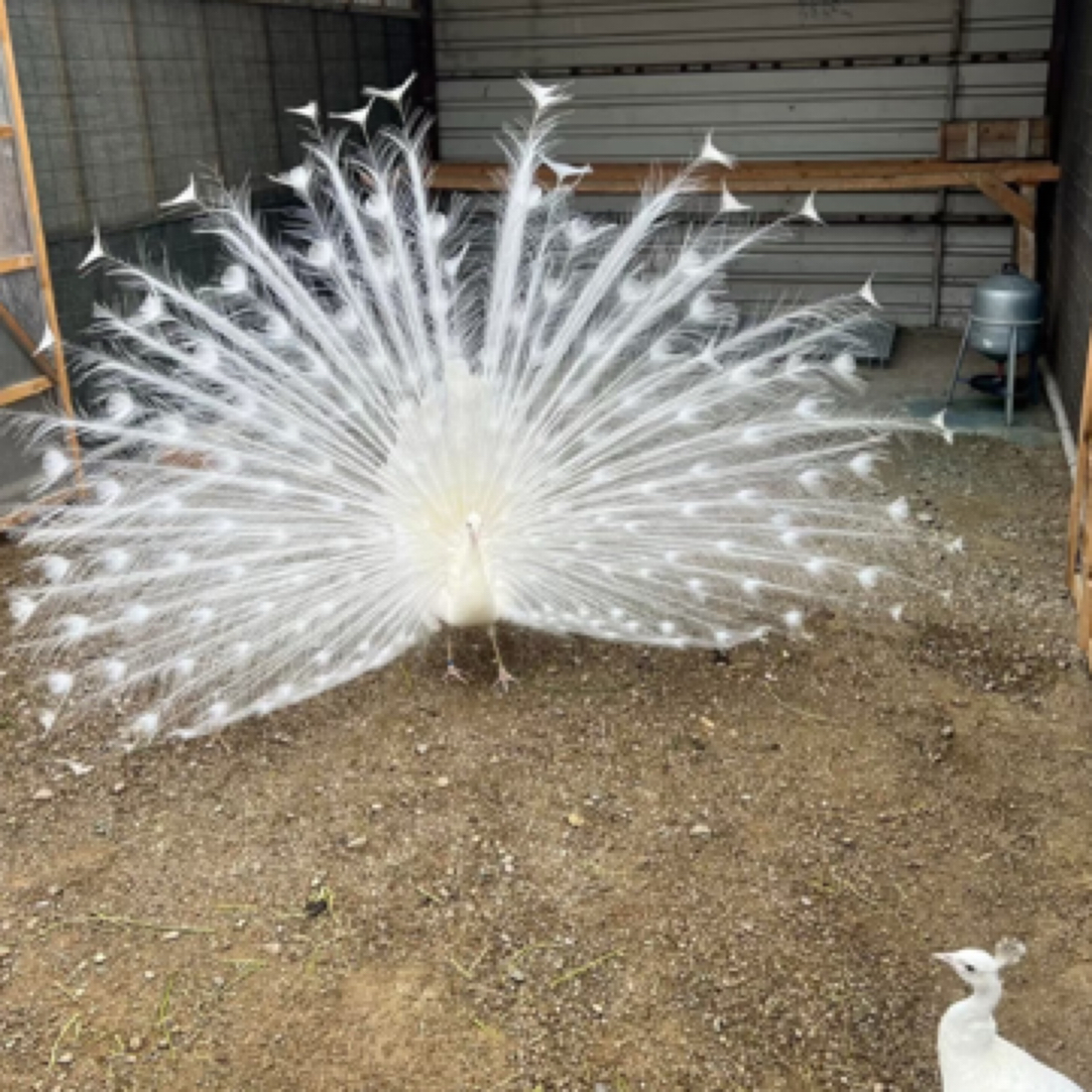 一年 白孔雀 宠物鸟 宠物孔雀鸟（定金）