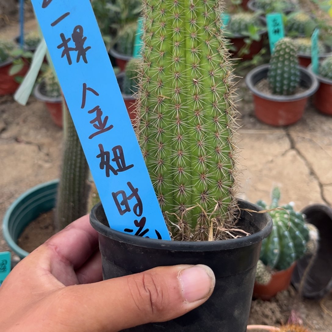 金妞时光18公分微瑕，