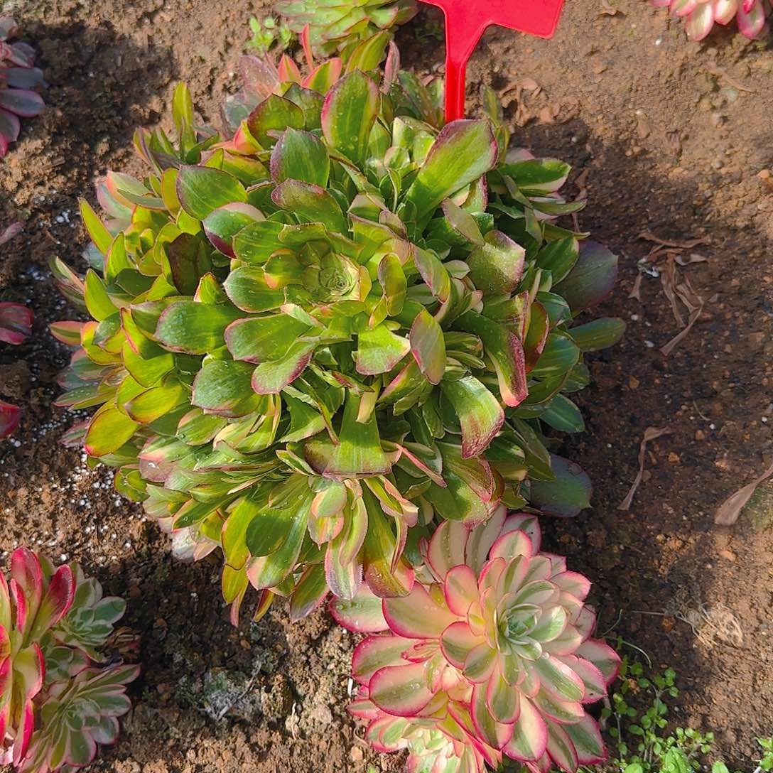 小*格805邵羞七彩多肉