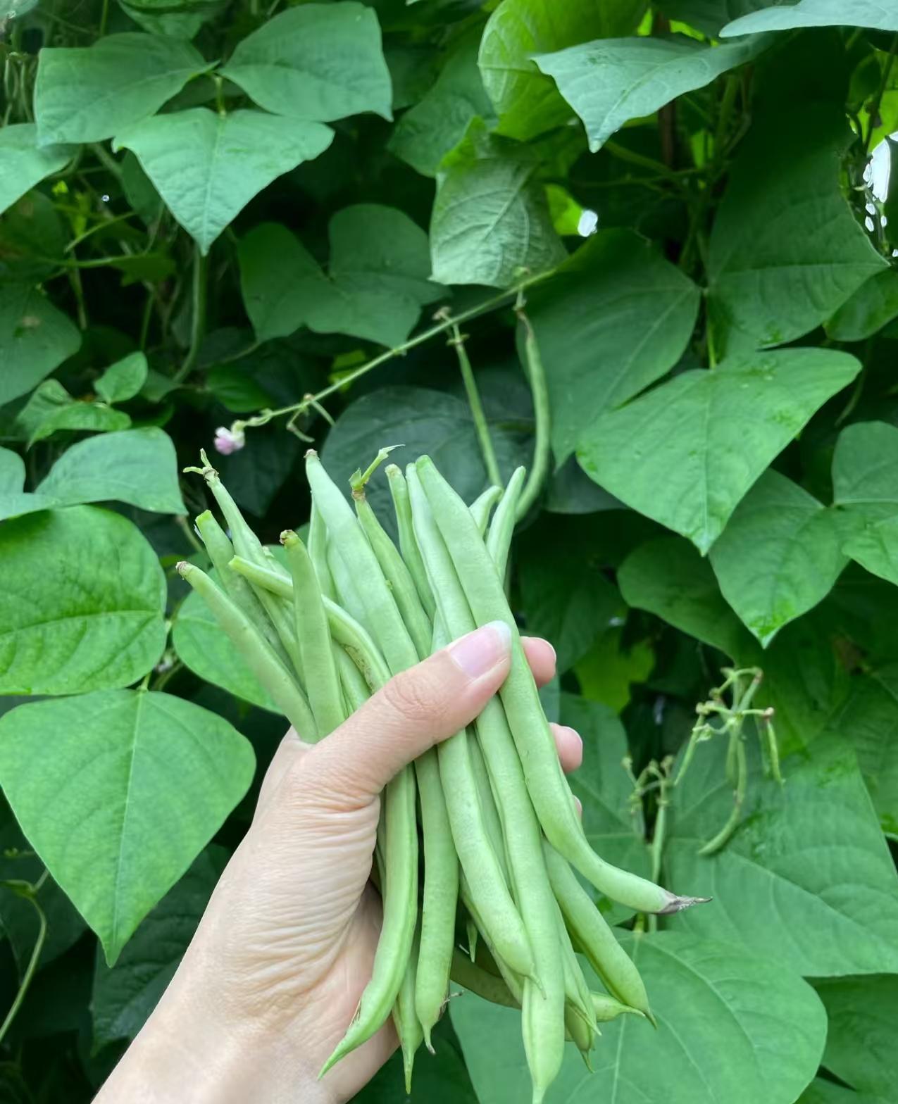 【瘦瘦走乡村】农家四季豆