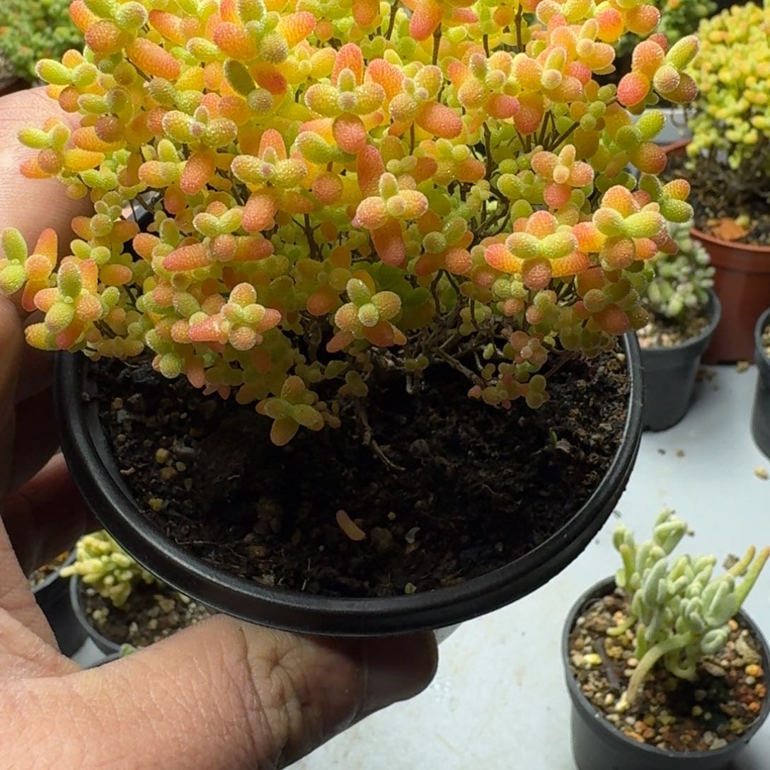 蜜橘 多肉植物枝干番杏