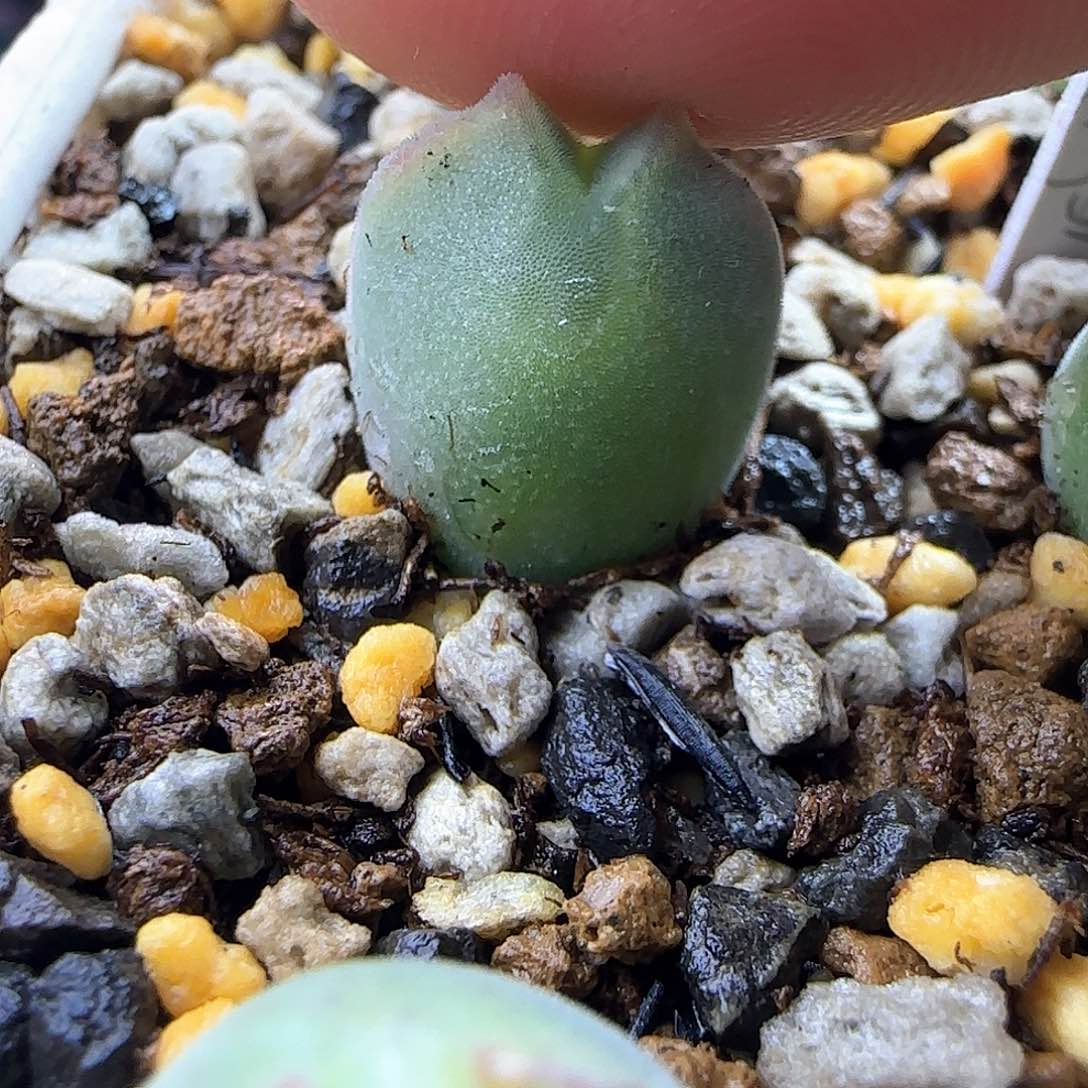 大眼睛多肉植物一颗