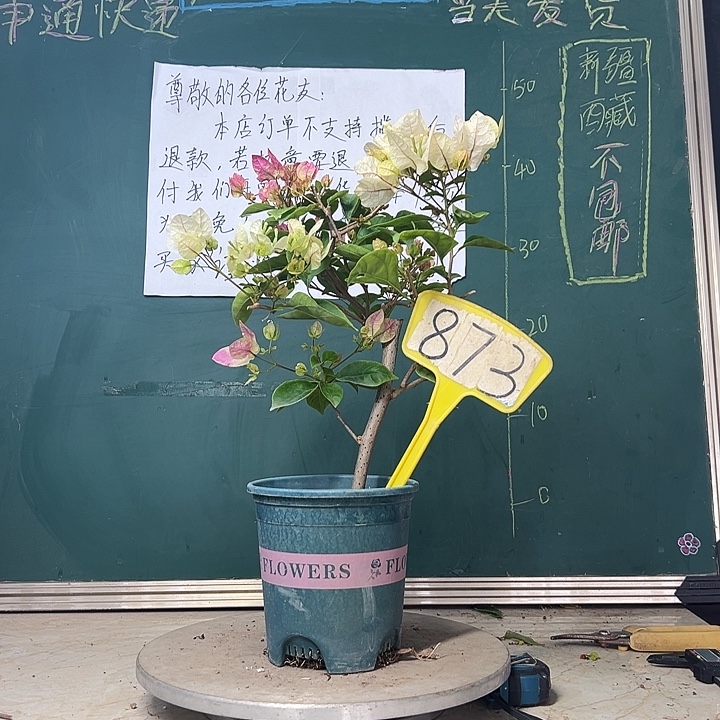 当前无花栽培后可以开花  漳红樱  873
