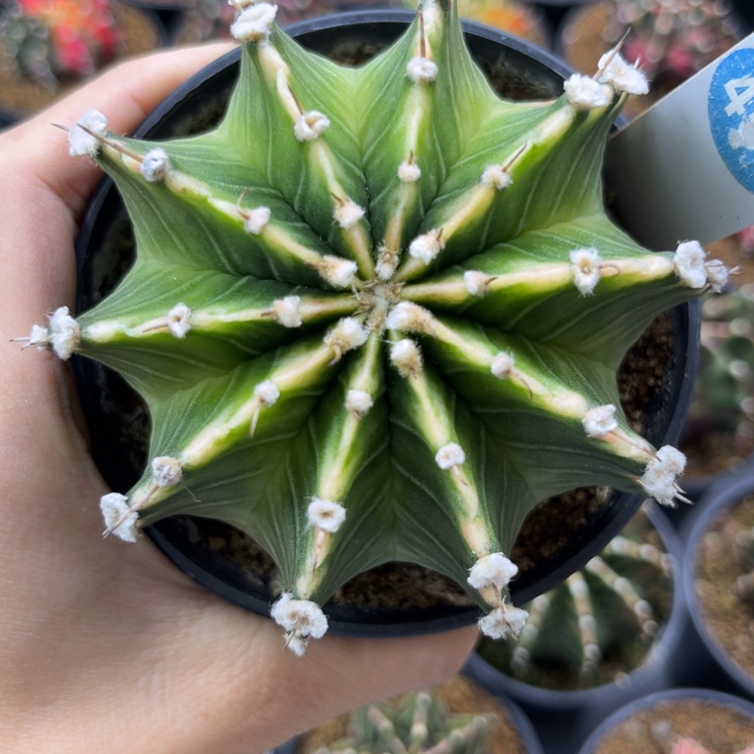 一物一拍带盆土发