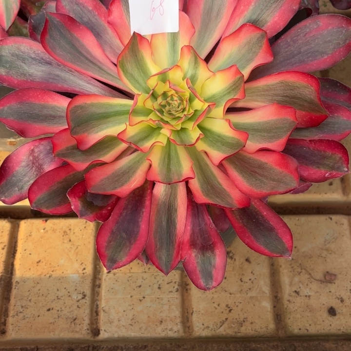 云南红魔女好看68号