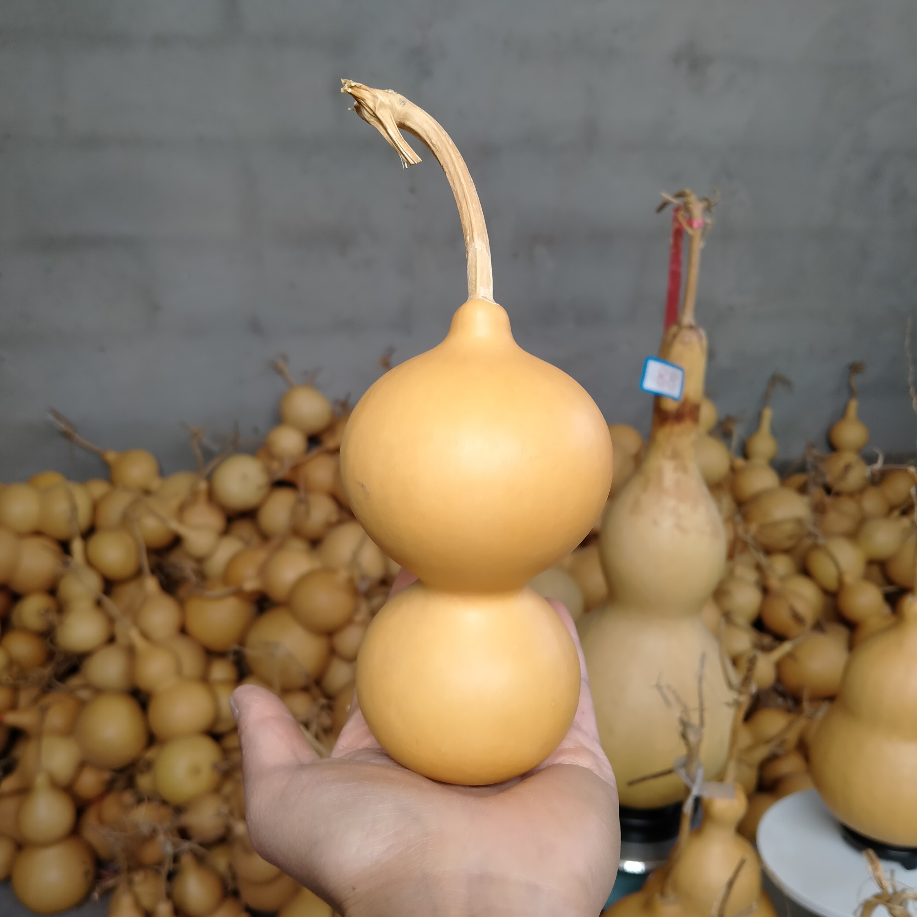 一物一拍 天然小葫芦手把件可盘玩可摆放直播间