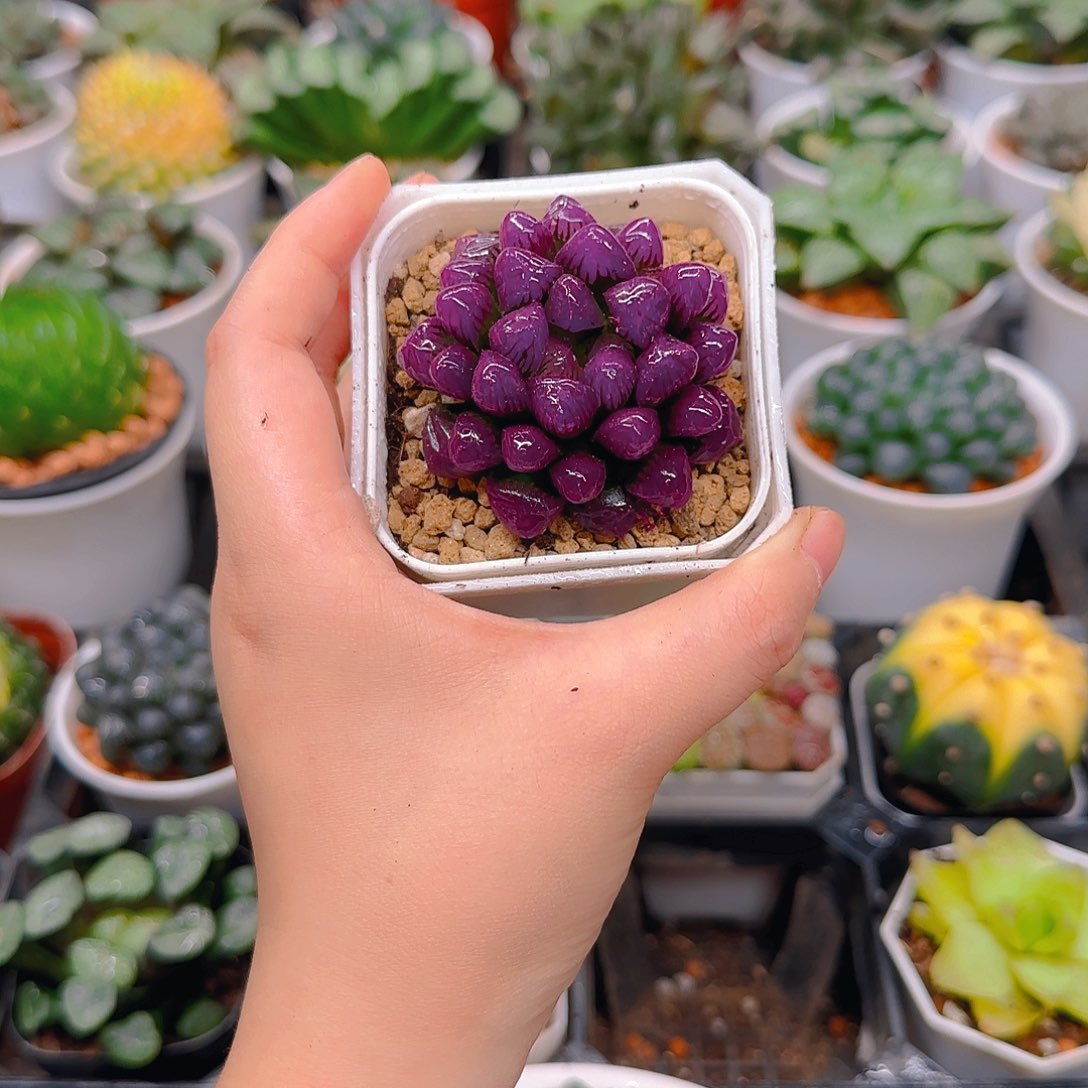 紫宝石冰灯玉露，原盆