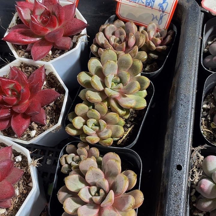 双头大葡萄带盆土发