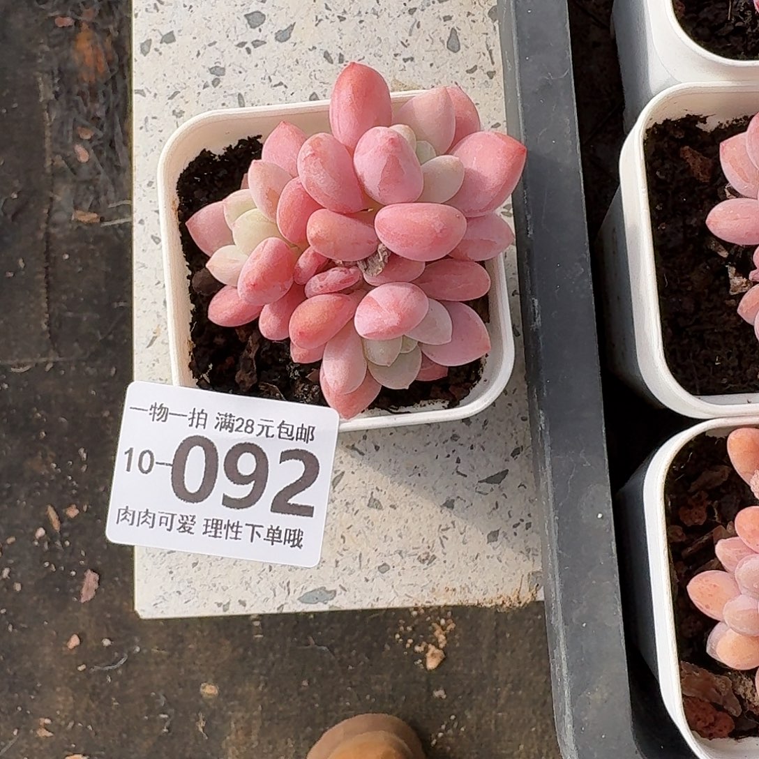 樱花洛神无盆土发货无