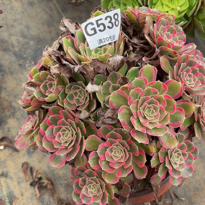 瑞妈多肉植物，安娜锦