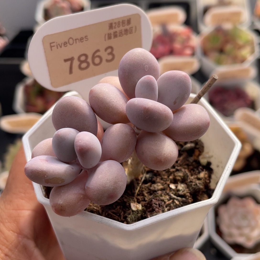 桃蛋7863-5.5厘米