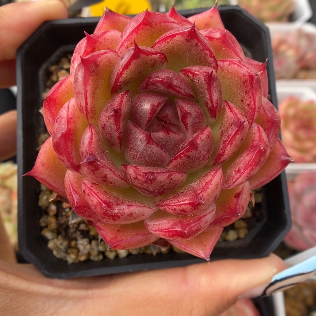 血斑麦秆可拍694号。 