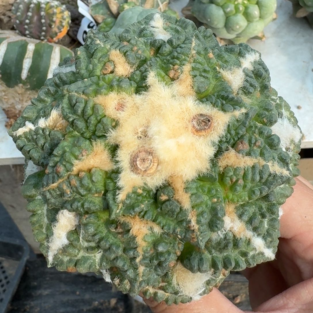 【闪购商品】苗接大尤龟甲牡丹705
