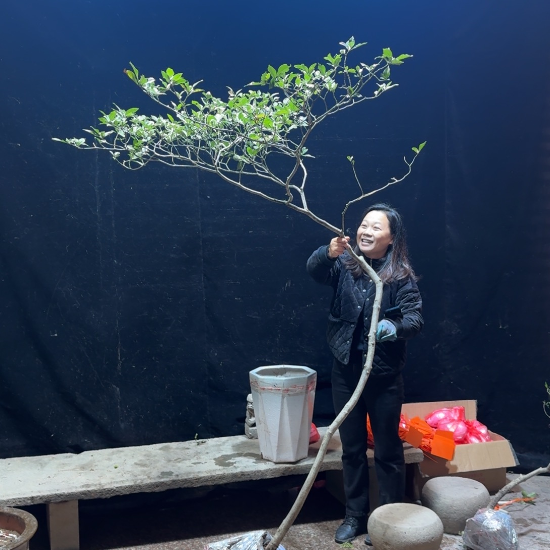 江****完全开放栀子花生桩一物一拍