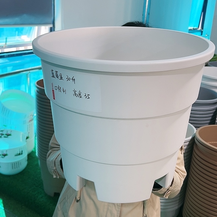 正品蓝莓盆口41高35白色带托3只