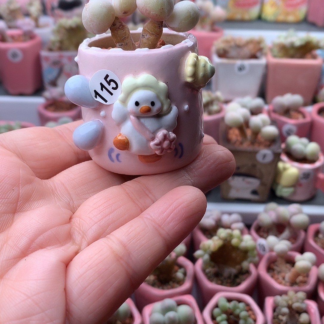 鸡蛋奶酪带盆发货