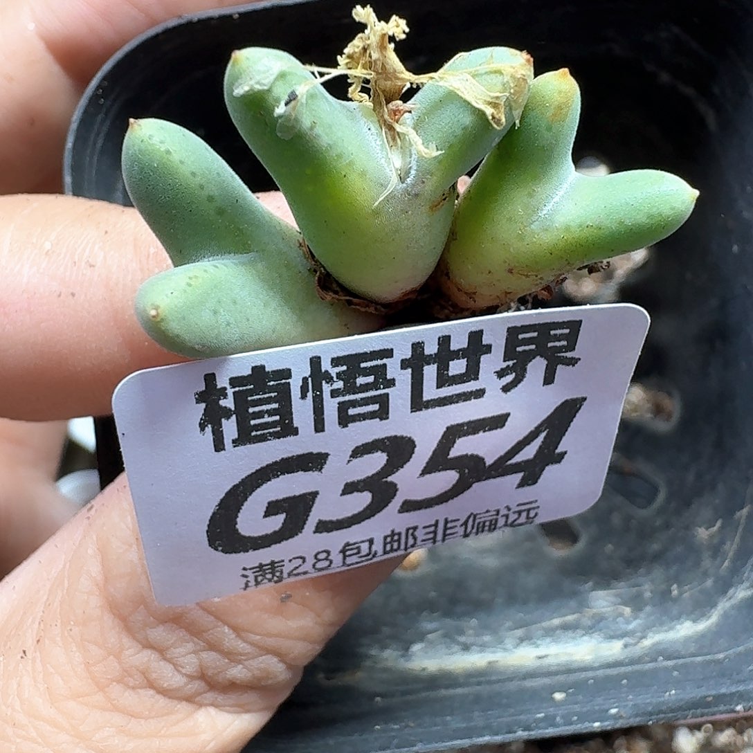 多肉植物的人生fgb