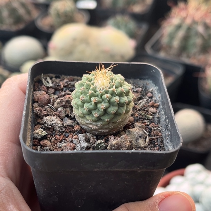 仙人球一物一拍实生