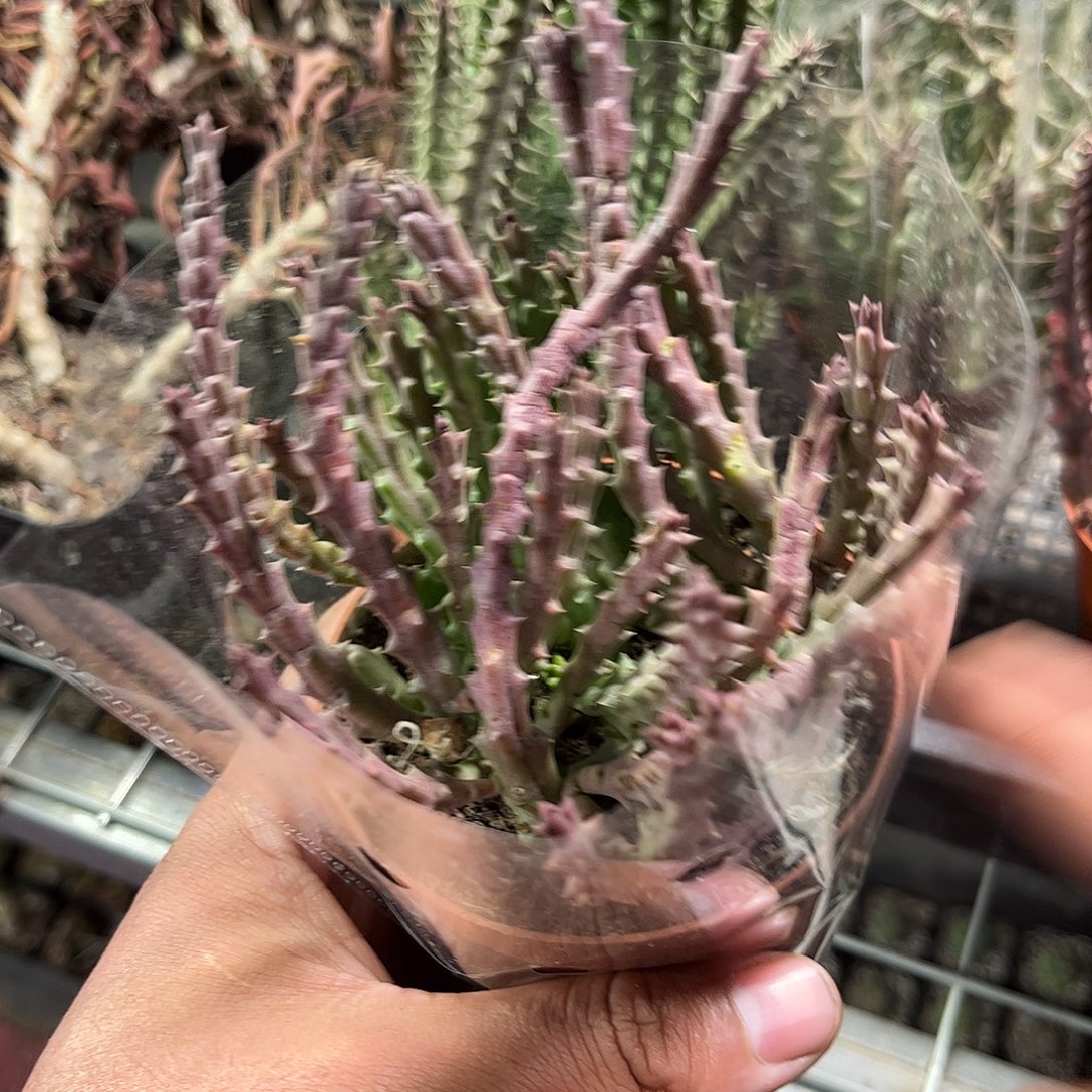 小牛角单头发货单头发