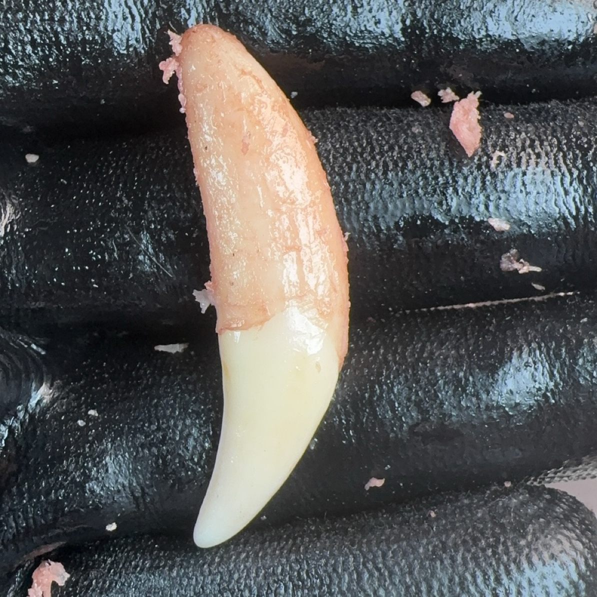 黑狗牙一物一拍链接项坠手工简约