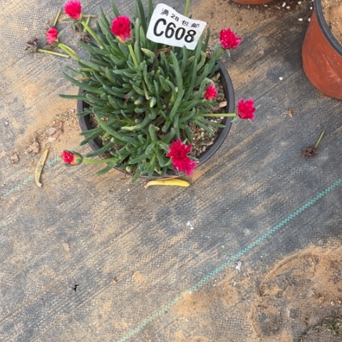 608奔龙不包断枝