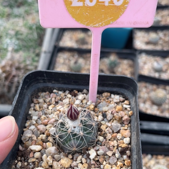 花***袁实生刘氏丸2846000000