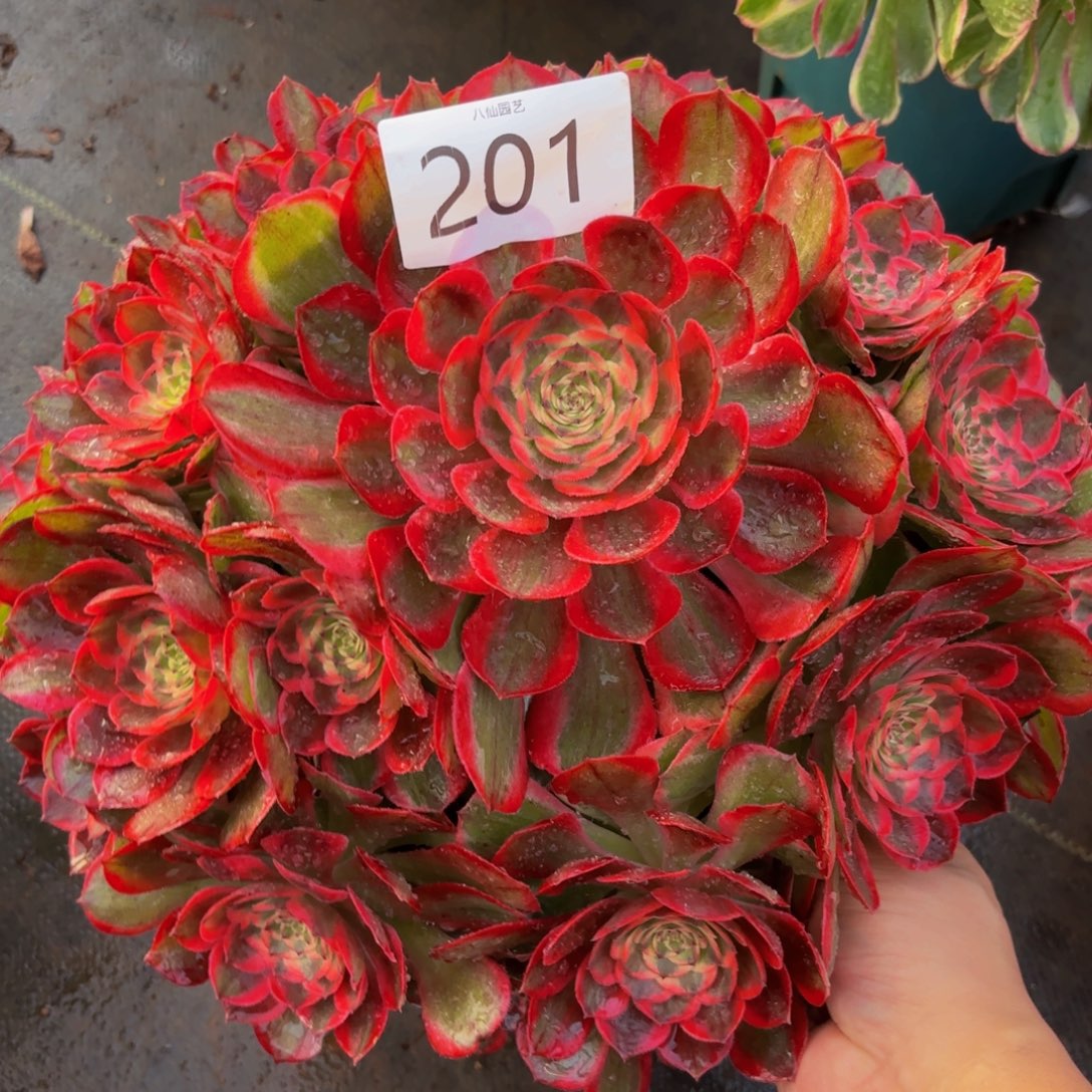 201多肉植物赤子心特价