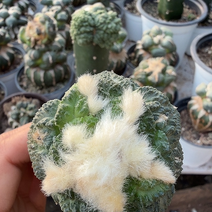 无花朵555龟甲牡丹