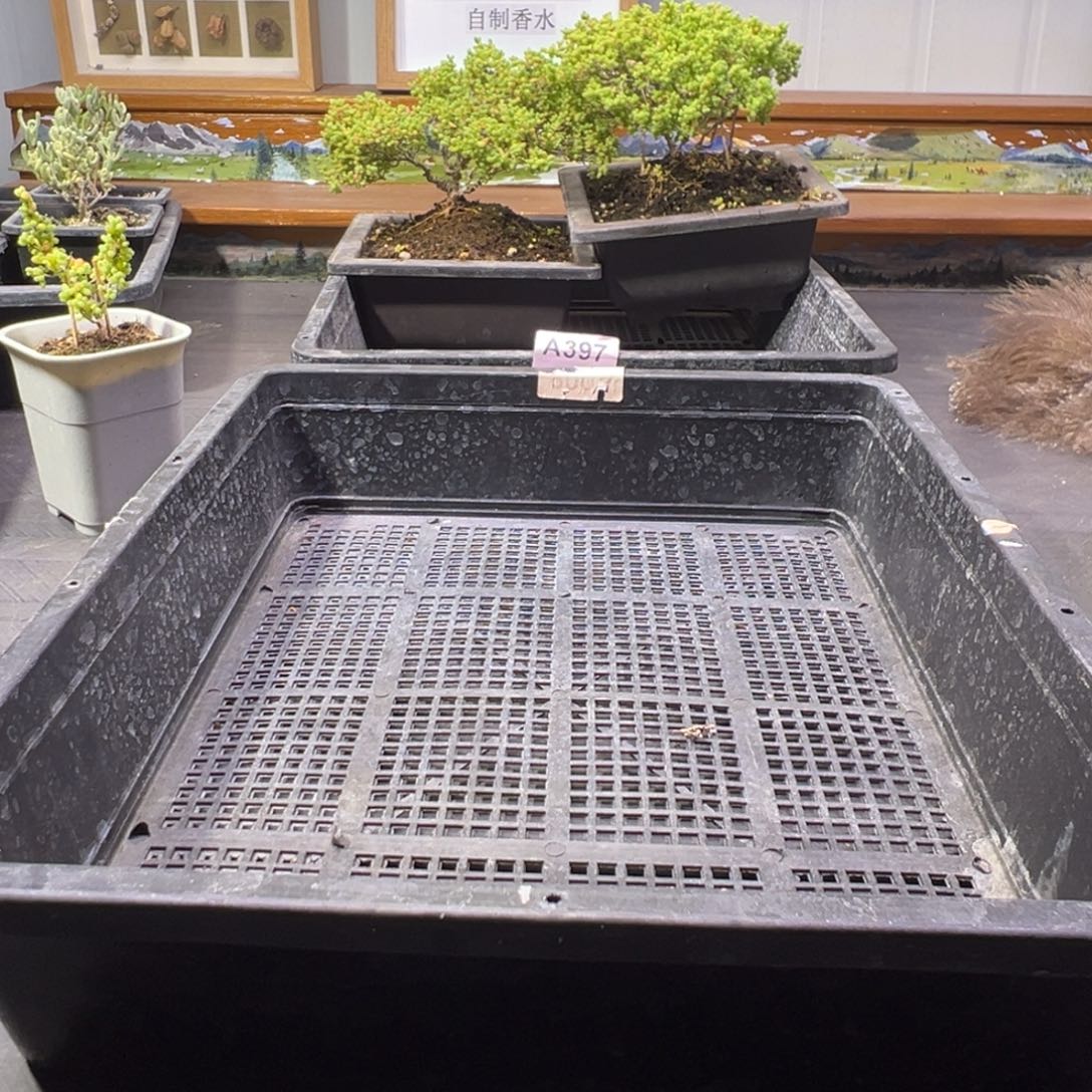 立***渚枝干番杏多肉植物补发